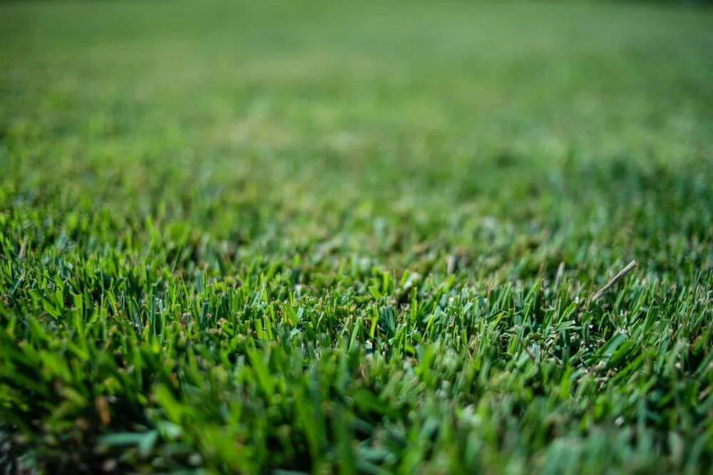 Palisades Zoysia