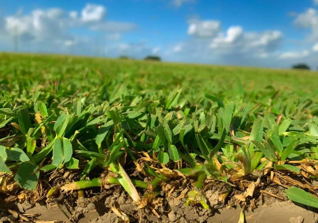 Texas Native St. Augustine — Sod & Turf material delivered and installed by Canopy Land Solutions in San Antonio, TX