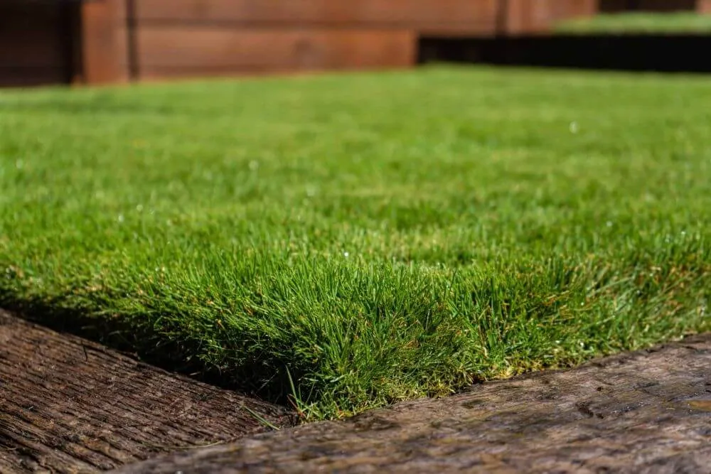 Zeon Zoysia — Sod & Turf material delivered and installed by Canopy Land Solutions in San Antonio, TX